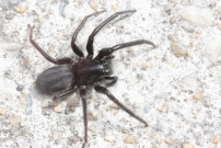 La sgestrie florentine. Une femelle  (Araneae - Segestriidae - Segestria florentina)